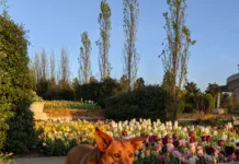The Bo in Botanic Bo at Tulsa Botanic Garden